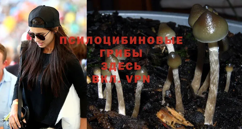 блэк спрут как зайти  Бугуруслан  Галлюциногенные грибы Psilocybe  даркнет сайт 